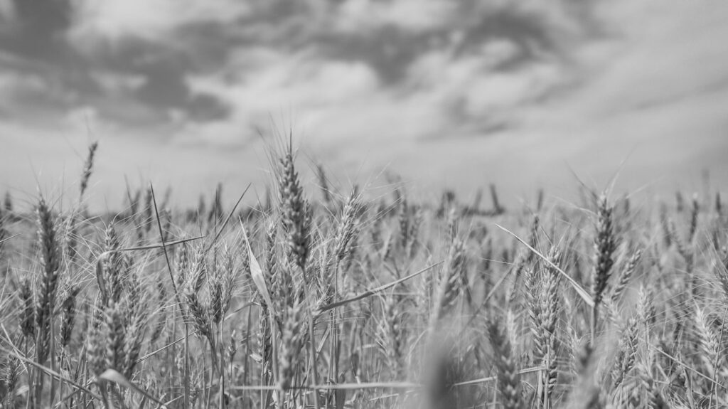 Campo de trigo na colheita — alongamento da dívida rural