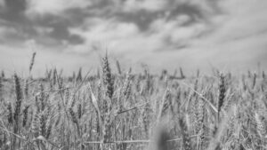 Campo de trigo na colheita — alongamento da dívida rural