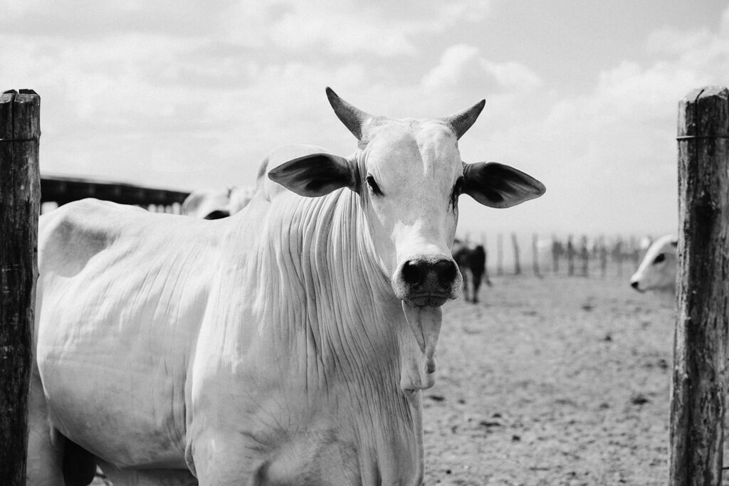 Cerca e gado em propriedade rural — crédito rural CCB e CCR